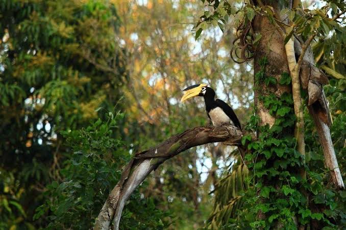 South India Birding, Wildlife and Cultural Photography Tour | 29 Days South India Birding, Wildlife and Cultural Photography Tour | 29 Days